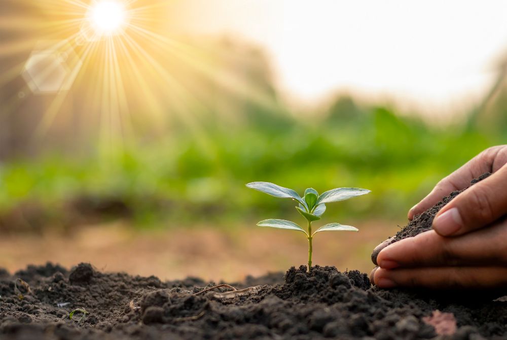 समय पर खाद देकर गर्मियों में पौधों को सूखने से बचाएं-